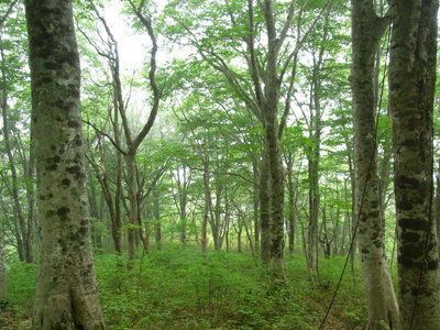 安蔵山北西尾根
