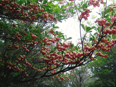 ● サラサドウダンが花ざかりだよ