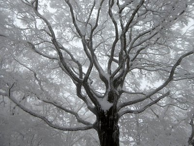 天に向かって枝を拡げるブナ