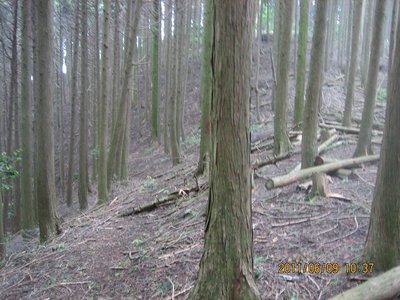 Ｐ566北へ上がってくる道