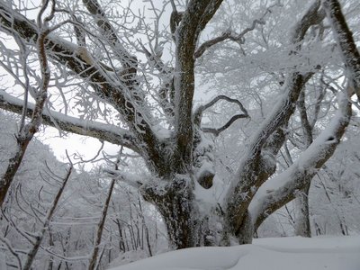 一反ぼうそうも雪を被っている
