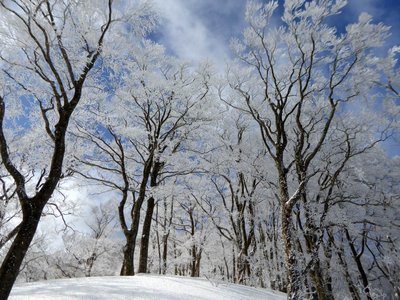 樹氷が青空をバックに美しい