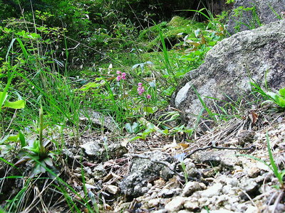 ● 青い目リンドウに痩せッポッチのイワカガミ