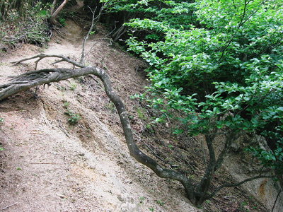 ● 負けない雑木、シッカリと大地に根が生えてるよ
