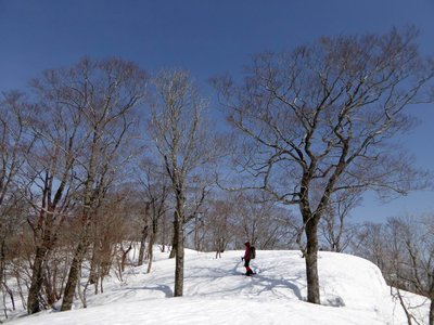 癒やしのブナ林