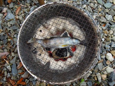 わりばしで挟んで捉えちまったらしい、ちょっと哀れな境遇なアメゴ(^^;