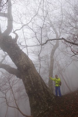台高北部(三重県側）でもっとも大きなミズナラ。