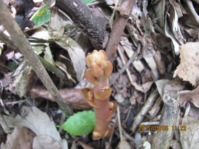 IMG_6927.JPG (552.07 KiB) 閲覧された回数 3698 回 出たばかりのツチアケビ