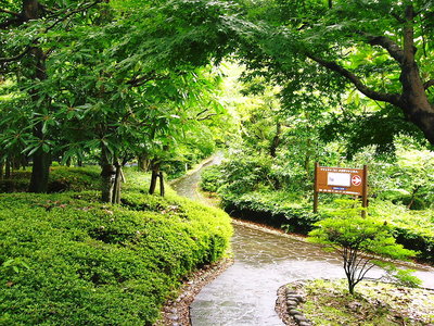 ● 青葉に小糠雨 庭園散策十字花
