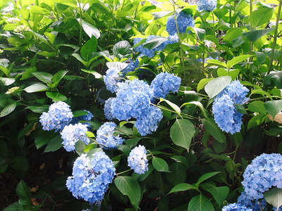 ● 真っ青のアジサイだよ、希少花かな（＾＾）