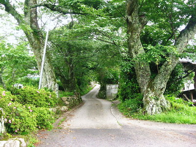 ● 三多気の桜並木 まだ元気の良い桜古木だ