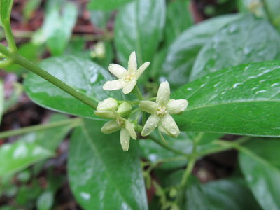 何の花かな？２