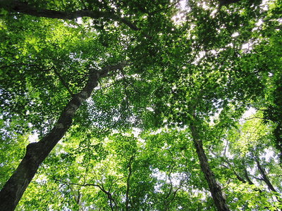 見上げればオオイタヤメイゲツ林<br />ミドリは好いね