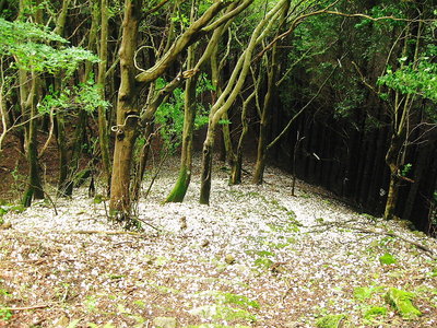 ● エゴの花が雪が積もるように散るよ