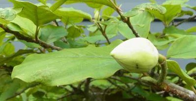 まだ１０日ほど先かな～