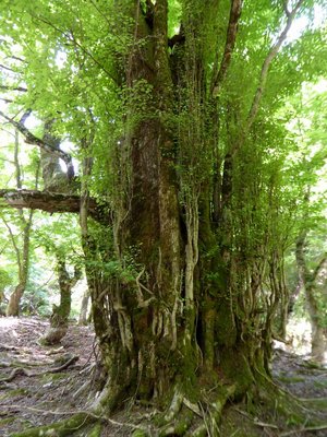 まだまだあるカツラの巨樹