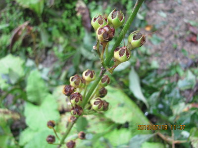 種子を抱いたクリンソウ