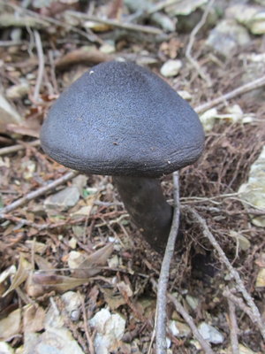 キノコも暑くて黒こげか？