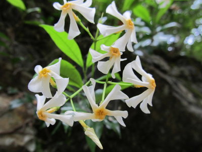 この花もよく香るなぁ テイカカズラ
