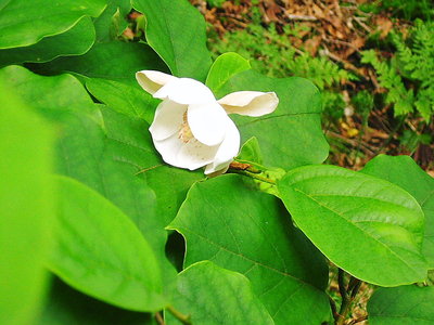 ● 笑ってるように見えるよなあ