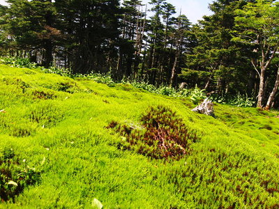● 展望の広場はコケに覆われてたよ、復活してる