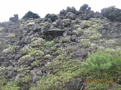 溶岩とイソツツジ