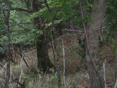 金猪ブナは健在