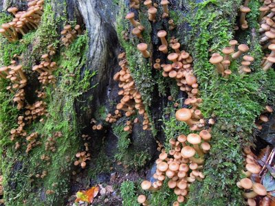 採取しなかったナラタケ幼菌。