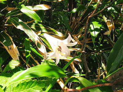●　中尾根に咲いてたよササユリ、遅いですね