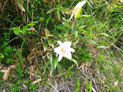 ● 御在所ササユリは小柄で可愛いんだよな