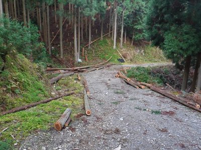 間伐材の搬出？