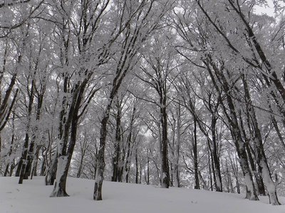 次はピーカン霧氷を撮りたいな。