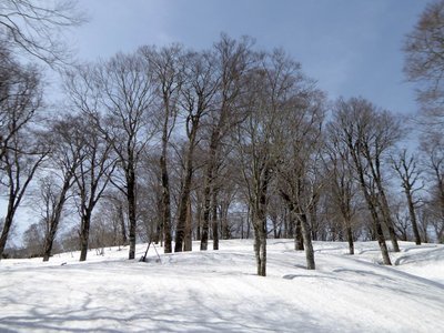 ブナ林が素晴らしかった