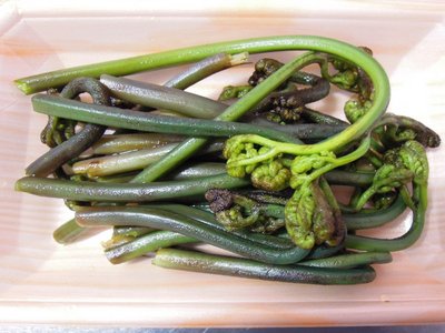 今年の初摘みわらび。