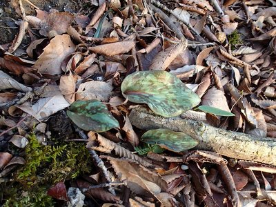 resizeP3213843.jpg (258.3 KiB) 閲覧された回数 6093 回 場所によっては足の置き場もないくらいで