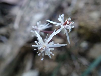 resizeP3213850.jpg (96.51 KiB) 閲覧された回数 6093 回 これも彼方此方に