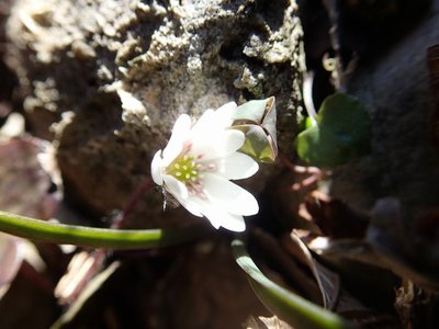 resizeP3213865.jpg (117.38 KiB) 閲覧された回数 6093 回 もう少し開いていて欲しかったけど・・・