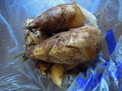 初採りタケノコ。(３/１９）