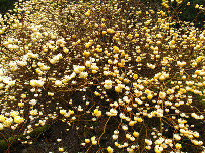 満開のコウゾの花