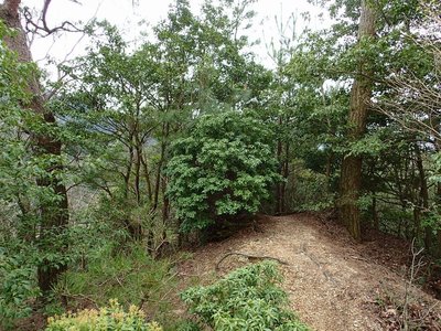 気持ちいい自然林が続くんだけど・・・