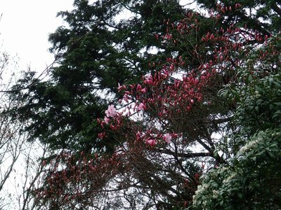 咲き始めのアカヤシオ