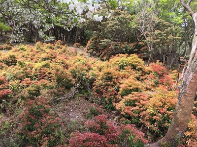 アセビ＠水晶岳