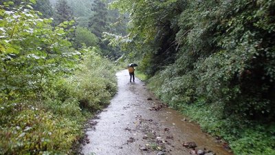 雨の大又林道を去っていく山ガちゃん