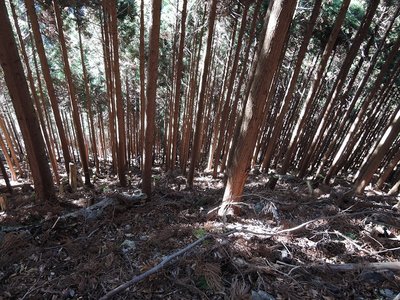 よく見つかりました。この急斜面で。