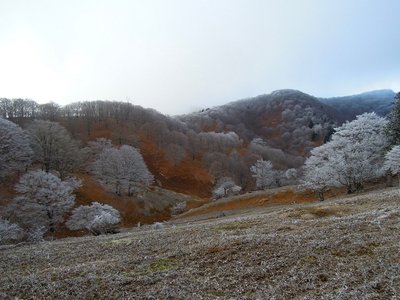 12月11日。<br />昨日の霧氷は落ち、新たな小さな霧氷だった。