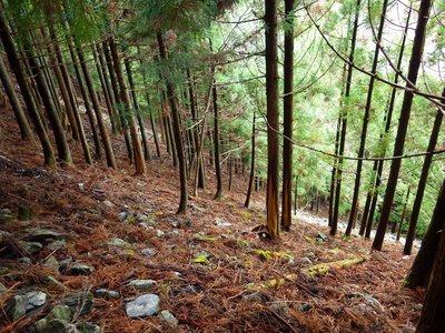 崩落記号の中の杉植林。<br />クマハギが酷い。