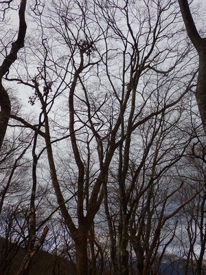 今季初見のミズナラの熊折り。