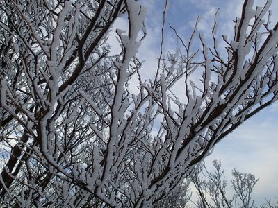 resizePC297649.jpg (243.92 KiB) 閲覧された回数 5778 回 山頂付近の霧氷