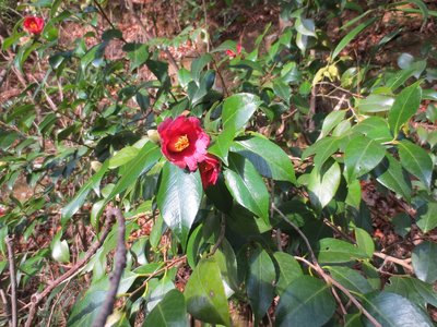 IMG_0333.JPG (871.19 KiB) 閲覧された回数 117921 回 椿