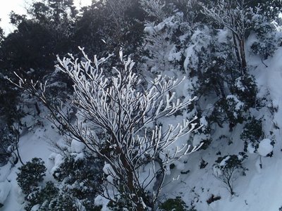 霧氷も残っていて。